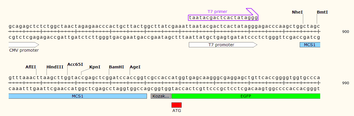 pcDNA3.1-EGFP多克隆位点1 点击看大图 pcDNA3.1-EGFP多克隆位点1